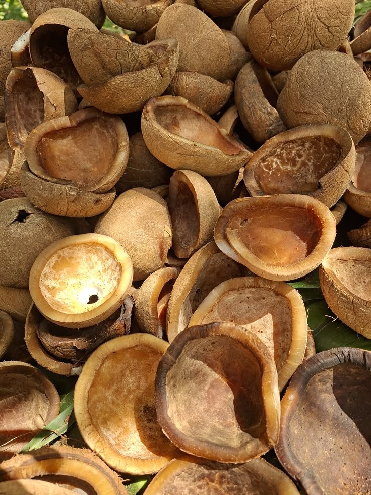 Kopra Hitam